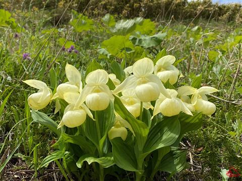 レブンアツモリソウ（見頃：5月下旬〜6月中旬）